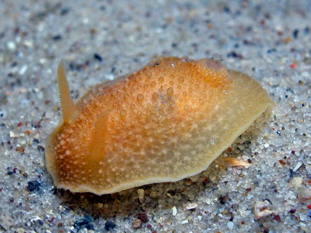 Onchidoris sp